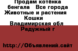 Продам котёнка бенгала - Все города Животные и растения » Кошки   . Владимирская обл.,Радужный г.